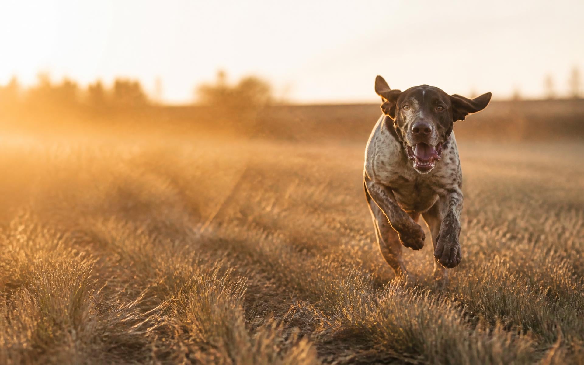 A German Shorthaired Pointer running through a field at golden hour
